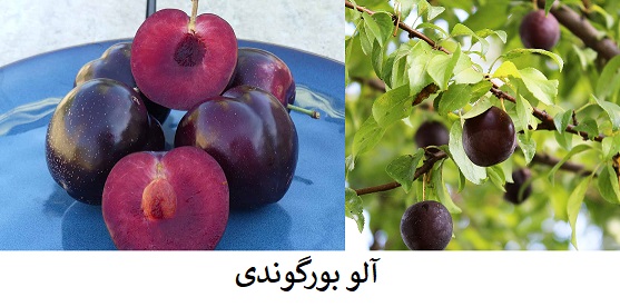 نژاد آلو بورگوندی